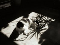 Schattenbild  Pentax 67II, SMC 2.4/105, Gelbfilter, Fuji Acros 100II   -04.09.2023 -