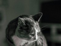Grey schaut auf Struppi herab  PENTAX K-3 Mark III Monochrome , HD Pentax-D FA* 1.4/50 SDM AW   - 16.01.2024 -