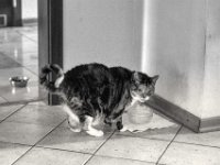 Middle mag Katzenmilch  PENTAX K-3 Mark III Monochrome , HD Pentax-D FA 2.8/24-70   -21.01.2024 -