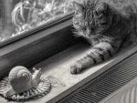 Schnecke und Mito  PENTAX K-3 Mark III Monochrome , HD Pentax-D FA 2.8/24-70   -21.01.2024 -