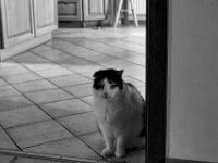 Harlekin  PENTAX K-3 Mark III Monochrome , SMC Pentax-FA 1.8/31Limited  -13.02.2024 -