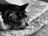 Middle  PENTAX K-3 Mark III Monochrome , SMC PENTAX-FA 1.8/77 Limited  - 24.03.21024 -