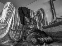 Alice  PENTAX K-3 Mark III Monochrome, HD PENTAX - DA* 2.8/ 11-18 ED DC AW  - 12.04.2024 -