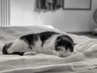 Kranker Harlekin  Pentax K1, HD PENTAX - SMC PENTAX-FA 1.9/43 Limited -06.06-.2024 -