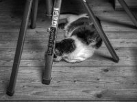Harlekin  PENTAX K-3 Mark III Monochrome, HD PENTAX - D FA* 1.4/50 SDM AW  - 13.07.2024 -