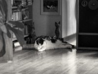 Harlekin  PENTAX K-3 Mark III Monochrome, SMC PENTAX-FA 1.8/77 Limited - 05.09.2024 -