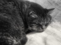Struppi schläft  PENTAX K-3 Mark III Monochrome, HD PENTAX - DA* 2.8/ 11-18 ED DC AW  - 13.09.2024 -