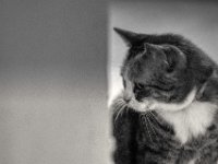 Grey  PENTAX K-3 Mark III Monochrome, HD PENTAX - DA* 2.8/ 11-18 ED DC AW  - 13.09.2024 -