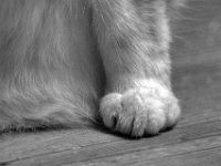 weich aber scharf  PENTAX K-3 Mark III Monochrome, SIGMA ZEN  Mirror 8.0/600 - 23.09.2024 -