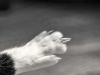 Krallenpflege  PENTAX K-3 Mark III Monochrome, SIGMA ZEN  Mirror 8.0/600 - 23.09.2024 -