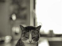 Grey  PENTAX K-3 Mark III Monochrome, HD PENTAX - D FA* 1.4/50 SDM AW   - 13.10.2024 -