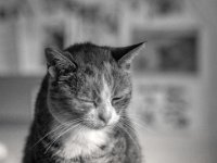 Verschlafen und müde  PENTAX K-3 Mark III Monochrome, HD PENTAX - D FA* 1.4/50 SDM AW  - 24.10.2024 -