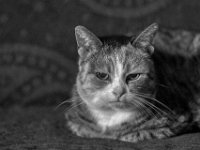 Grey  PENTAX K-3 Mark III Monochrome, SMC PENTAX-FA 1.8/77 Limited   - 06.11.2024 -