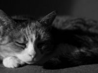 Grey schläft  PENTAX K-3 Mark III Monochrome, SMC PENTAX-FA 1.8/31 AL  Limited  - 24.11.2024 -