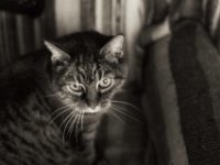 Alice  PENTAX K-3 Mark III Monochrome, SMC PENTAX-FA 1.8/31 AL  Limited  - 24.11.2024 -