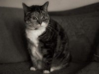 Middle  PENTAX K-3 Mark III Monochrome, SMC PENTAX-FA 1.8/31 AL  Limited  - 24.11.2024 -