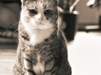 Grey  PENTAX K-3 Mark III Monochrome, HD PENTAX - D FA* 1.4/50 SDM AW  - 16.12.2024 -