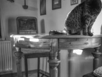 Alice und Mito  PENTAX K-3 Mark III Monochrome, HD PENTAX - DA* 2.8/16-50 ED PLM AW - 03.01.2025 -