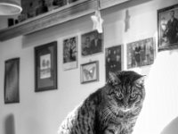 Alice hat Mito entdeckt  PENTAX K-3 Mark III Monochrome, HD PENTAX - DA* 2.8/16-50 ED PLM AW - 03.01.2025 -