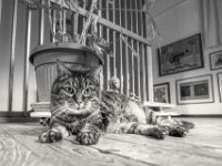 Alice  PENTAX K-3 Mark III Monochrome, HD PENTAX - DA* 2.8/ 11-18 ED DC AW  - 11.01.2025 -
