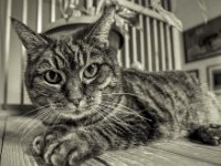 Alice  PENTAX K-3 Mark III Monochrome, HD PENTAX - DA* 2.8/ 11-18 ED DC AW  - 11.01.2025 -