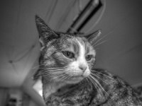 Grey  PENTAX K-3 Mark III Monochrome, HD PENTAX - DA* 2.8/ 11-18 ED DC AW  - 16.01.2025 -
