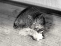 Spiel und Bewegung  PENTAX K-3 Mark III Monochrome, HD PENTAX - D FA* 1.4/50 SDM AW - 23.01.2025 -