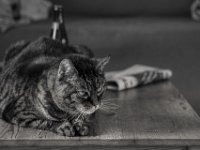 Alice  PENTAX K-3 Mark III Monochrome, HD PENTAX - DA* 2.8/16-50 ED PLM AW  - 17.02.2025 -