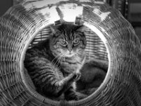 Alice  PENTAX K-3 Mark III Monochrome, HD PENTAX - SMC Pentax FA 1.8/77 Limited   - 09.03.2025 -