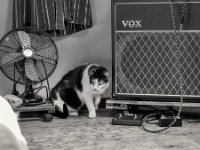 Harlekin  PENTAX K-3 Mark III Monochrome, HD PENTAX - D FA* 1.4/50 SDM AW  - 29.03.2025 -