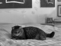 Struppi  PENTAX K-3 Mark III Monochrome, HD PENTAX - D FA* 1.4/50 SDM AW  - 29.03.2025 -