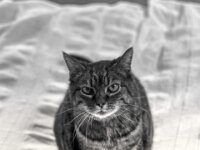 Alice  PENTAX K-3 Mark III Monochrome, HD PENTAX - SMC Pentax FA 1.9/43 Limited   - 08.04.2025 -
