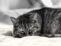 Alice  PENTAX K-3 Mark III Monochrome, Pentax Takumar/Bayonett 2.5/135 - 25.04.2025 -