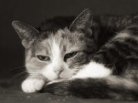 Grey  PENTAX K-3 Mark III Monochrome, Pentax Takumar/Bayonett 2.5/135 - 25.04.2025 -