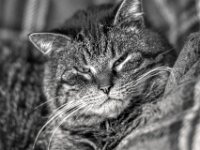 Struppi  PENTAX K-3 Mark III Monochrome, SMC PENTAX-FA 1.8/77 Limited - 26.04.2025 -