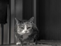 Grey  PENTAX K-3 Mark III Monochrome, HD PENTAX - D FA* 1.4/50 SDM AW - 3.07.2025 -