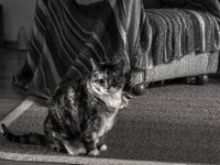 Middle  PENTAX K-3 Mark III Monochrome, HD PENTAX - D FA* 1.4/50 SDM AW - 02.08.2025 -