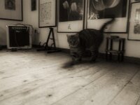 Mystic cat  PENTAX K-3 Mark III Monochrome, HD PENTAX - DA* 2.8/16-50 ED PLM AW - 19.08.2025 -