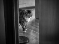 Middle  PENTAX K-3 Mark III Monochrome, HD PENTAX - D FA* 1.4/50 SDM AW  - 15.09.2025 -