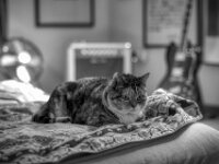 Middle  PENTAX K-3 Mark III Monochrome, HD PENTAX - D FA* 1.4/50 SDM AW  - 15.09.2025 -
