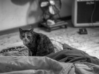 Grey  PENTAX K-3 Mark III Monochrome, HD PENTAX - D FA* 1.4/50 SDM AW  - 15.09.2025 -