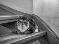 Middle  PENTAX K-3 Mark III Monochrome, HD PENTAX - DA* 2.8/16-50 ED PLM AW  - 18.09.2025 -