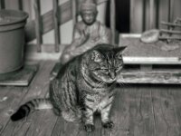 Alice  PENTAX K-3 Mark III Monochrome, smc PENTAX-FA 43mm F1.9 Limited   - 02.10.2025 -
