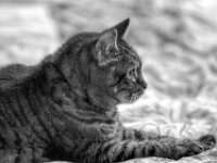 Alice  PENTAX K-3 Mark III Monochrome, SMC PENTAX-FA 1.8/77 AL Limited  - 20.12.2025  -