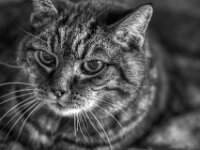 Alice  PENTAX K-3 Mark III Monochrome, SMC PENTAX-FA 1.8/77 AL Limited   - 31.12.2025 -