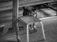 Middle  PENTAX K-3 Mark III Monochrome, SMC PENTAX-FA 1.8/77 AL Limited   - 31.12.2025 -