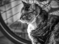 Middle  PENTAX K-3 Mark III Monochrome, SMC PENTAX-FA 1.8/77 AL Limited   - 31.12.2025 -