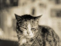 Verschlafen  Fuji GS645S Professional wide60, Kodak TRI-X 400   - 07.06.2024 -