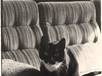 Felix auf dem Sofa im Turm  Yashica TL elektro, 3.5/35-70, IlfordHP5 ,  1978