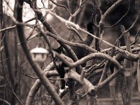 Brüderchen im Essigbaum  Pentax 6x7; 4.0/200; Maco PO 100c/80 - März 2008 -